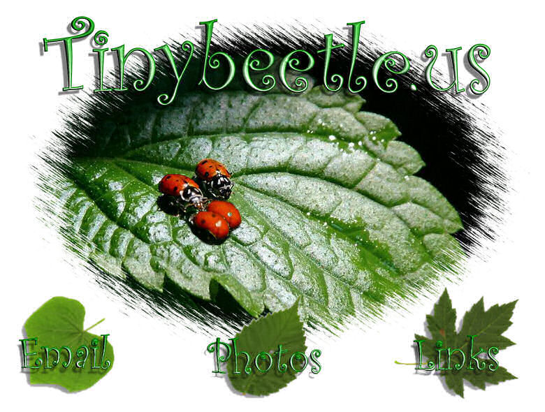 tinybeetle.us logo